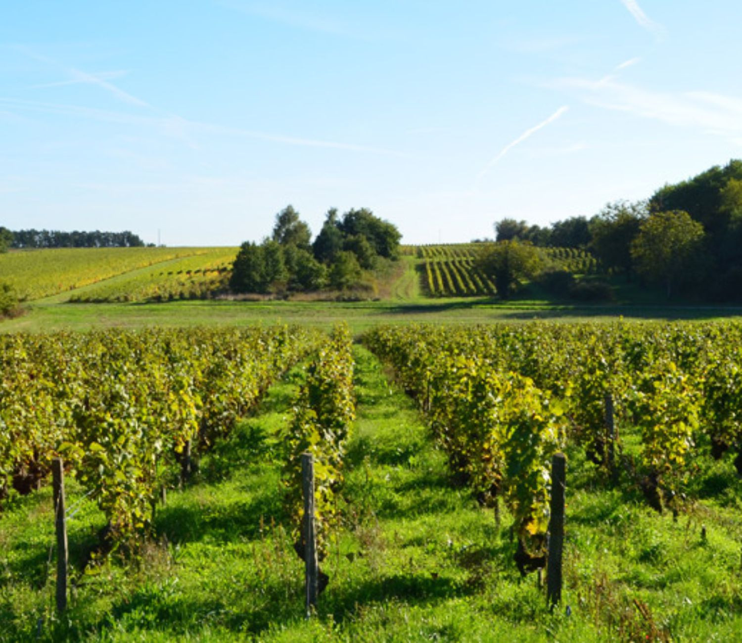 Domaine François Chidaine